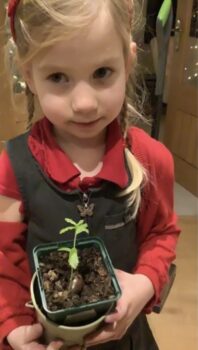Acorn planting 1