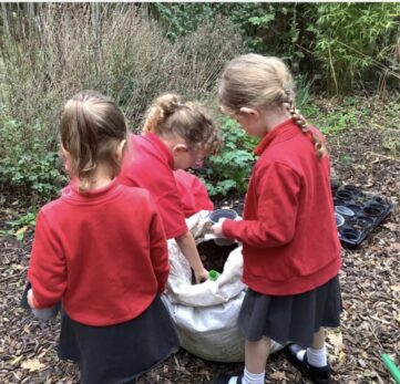 Acorn planting 2