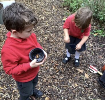Acorn planting 3